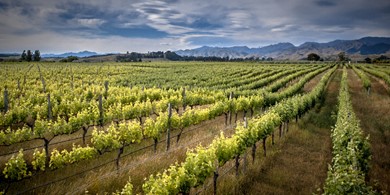 Click to view gallery Gauntleys Sauvignon1