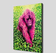 Click to view gallery CFA Oxley4