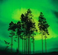 Click to view gallery CFA Rowan3