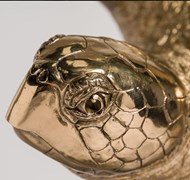 Click to view gallery CFA Spring6